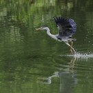 Grey Heron